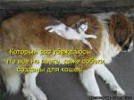 Лучшие матрицы