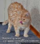 Лучшие матрицы