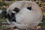 Лучшие матрицы