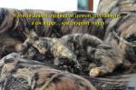 Лучшие матрицы