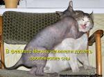 Лучшие матрицы