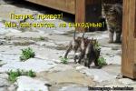 Лучшие матрицы