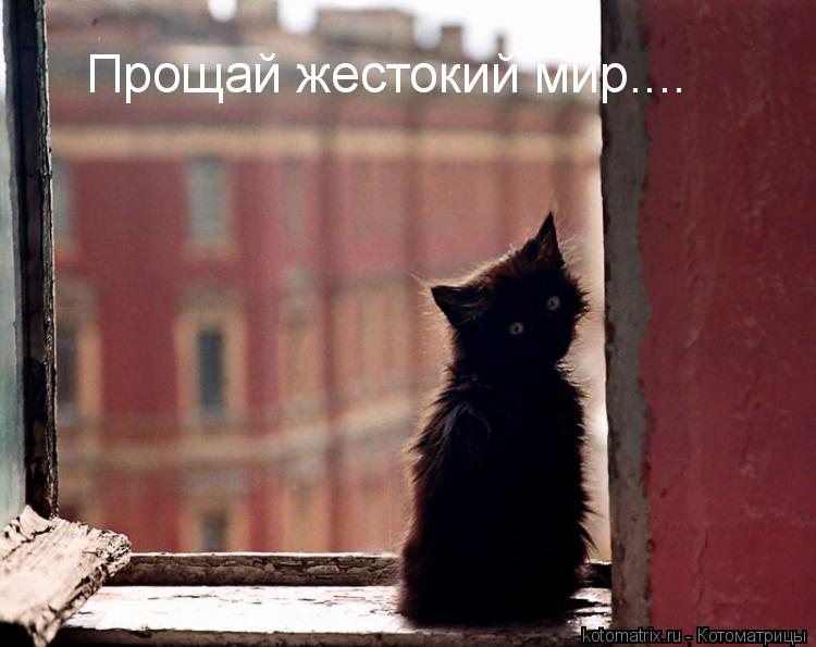 Котоматрица: 