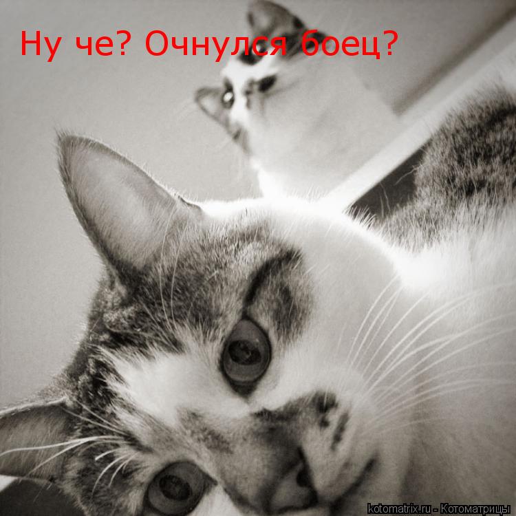 ... Котоматрица: