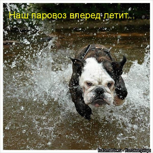 ... Котоматрица: