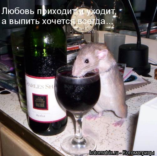... Котоматрица: