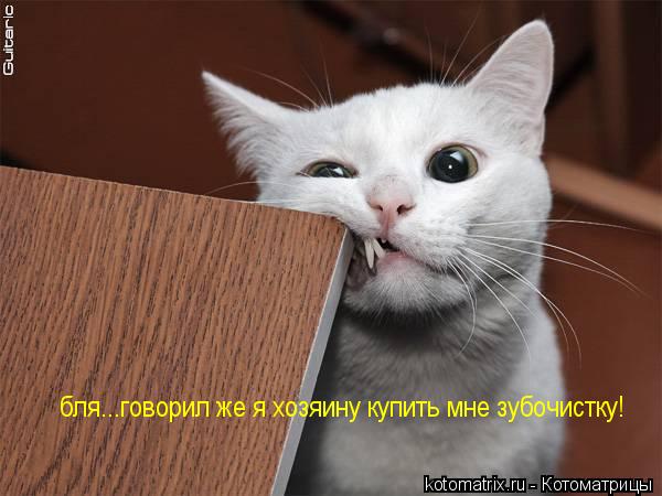 ... Котоматрица: