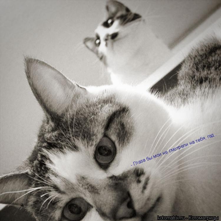 ... Котоматрица: