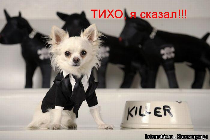 ... Котоматрица: