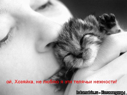 ... Котоматрица: