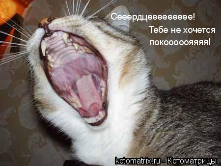 Котоматрица: 