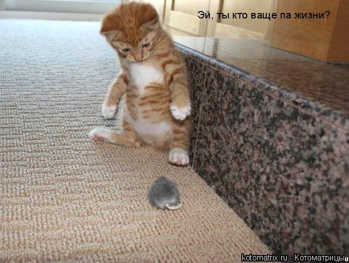 Котоматрица: 