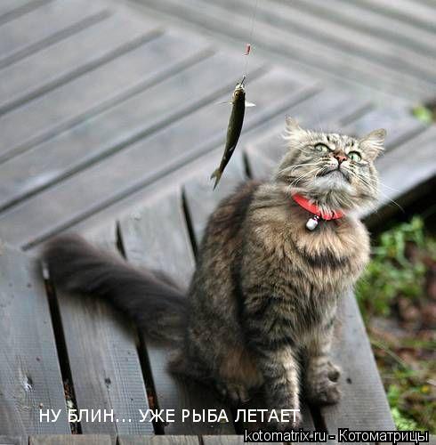 ... Котоматрица: