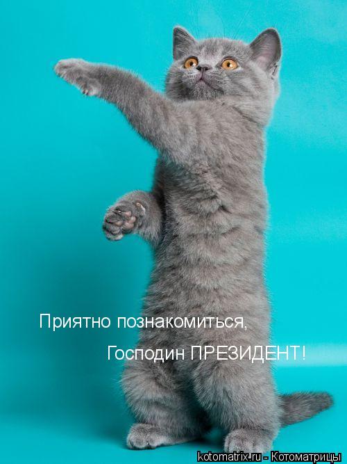 ... Котоматрица: