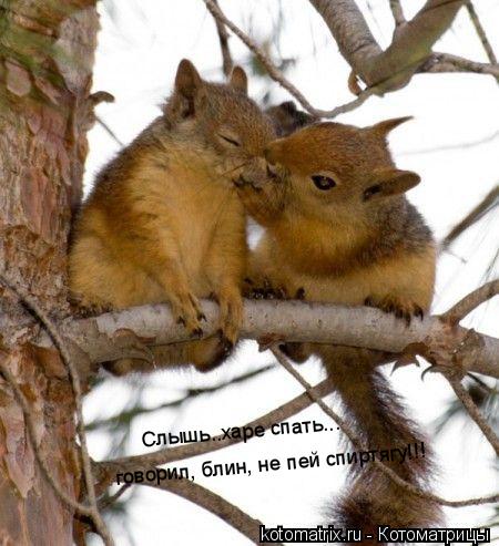 ... Котоматрица:
