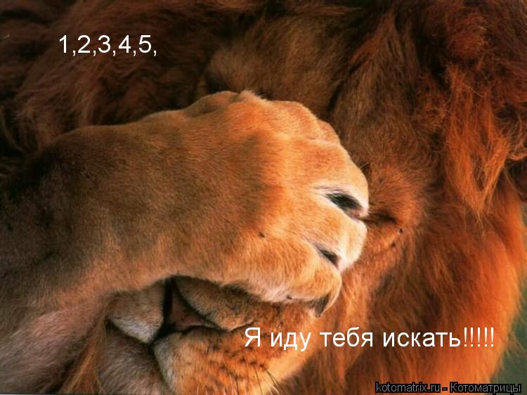 Котоматрица: 