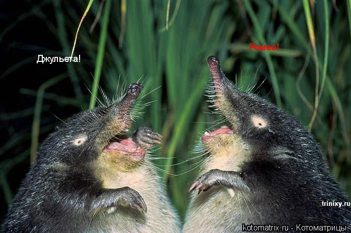 ... Котоматрица: