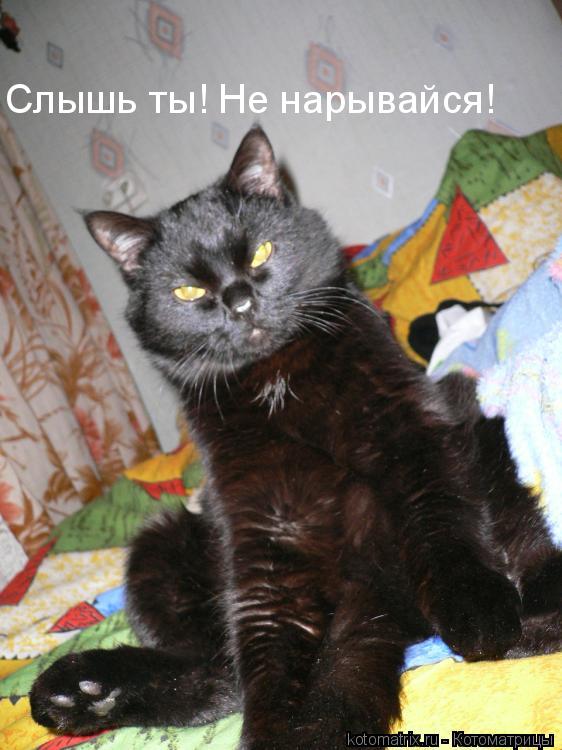 Котоматрица: 