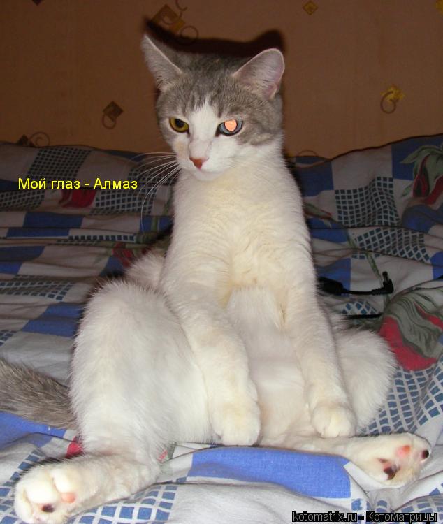 Котоматрица: 