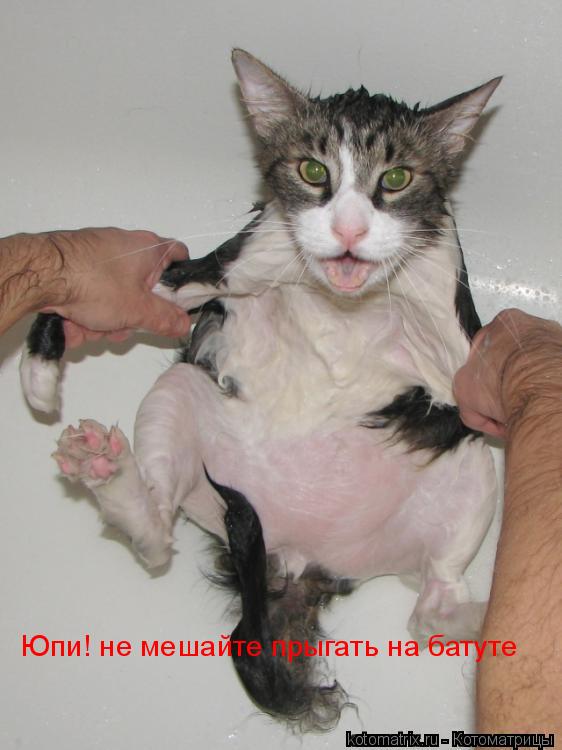 Котоматрица: 