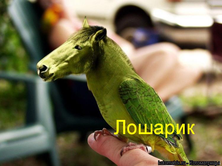 ... Котоматрица:
