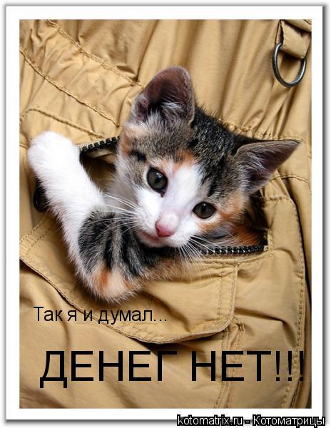 Котоматрица: 