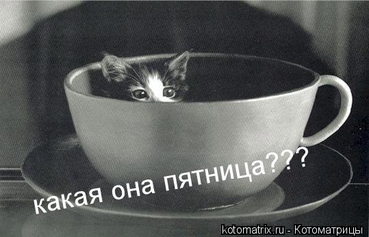 Котоматрица: 