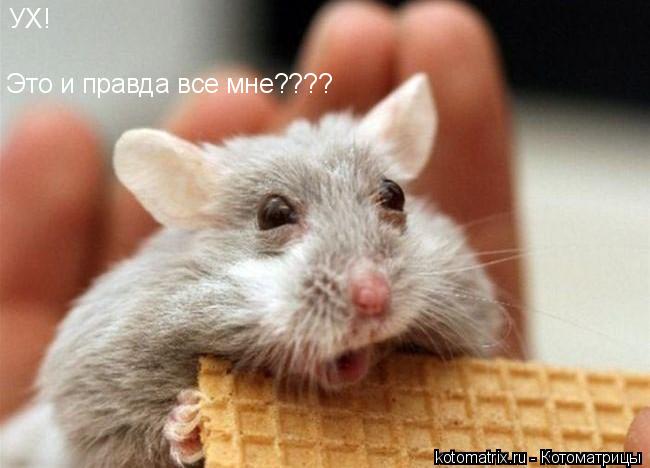 ... Котоматрица:
