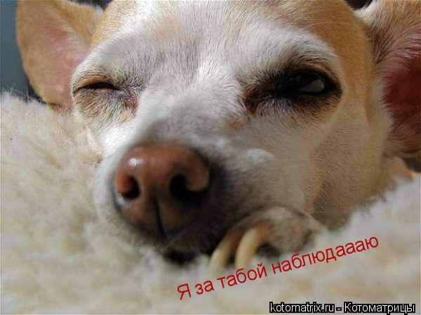... Котоматрица: