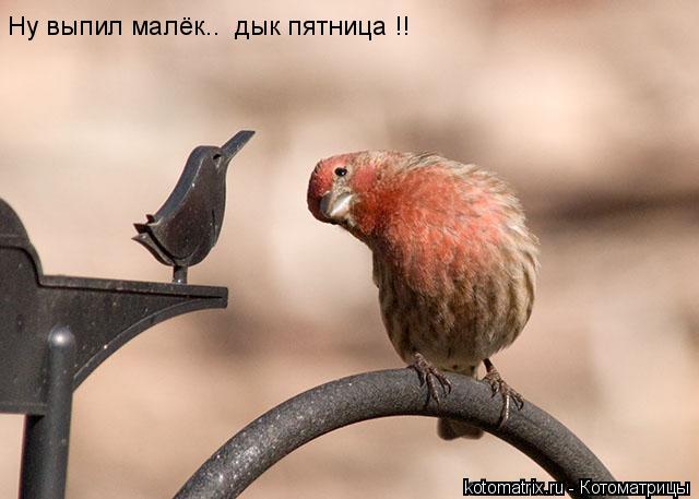 Котоматрица: 