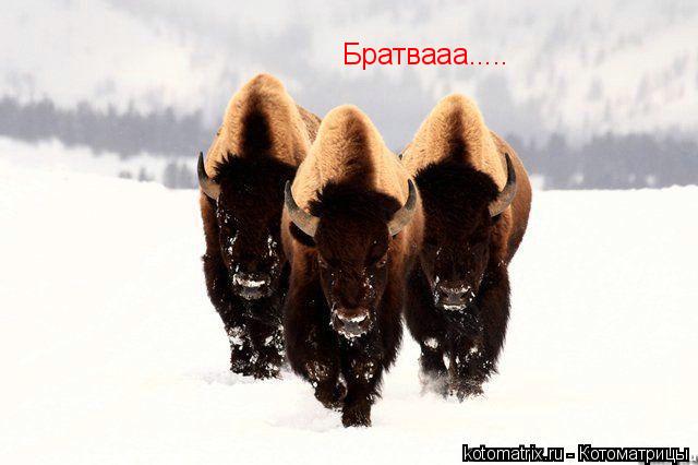 ... Котоматрица: