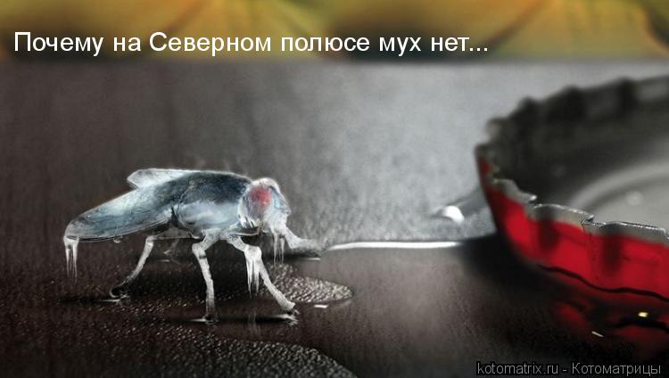 Котоматрица: 