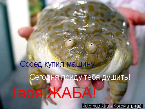 ... Котоматрица: