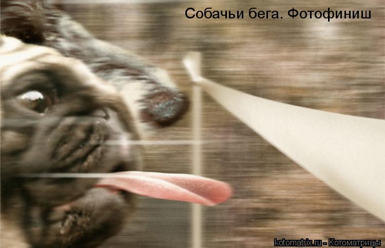 ... Котоматрица: