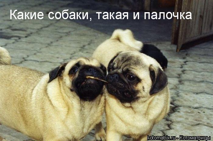 ... Котоматрица: