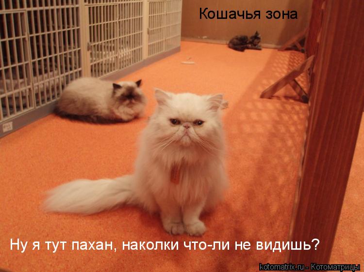 Котоматрица: 