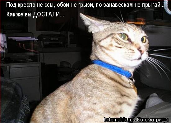 Котоматрица: 
