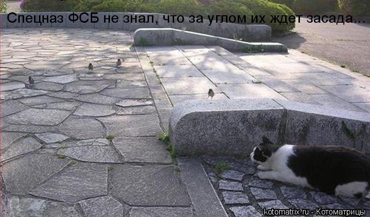 Котоматрица: 