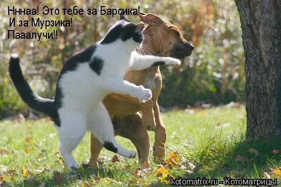 ... Котоматрица: