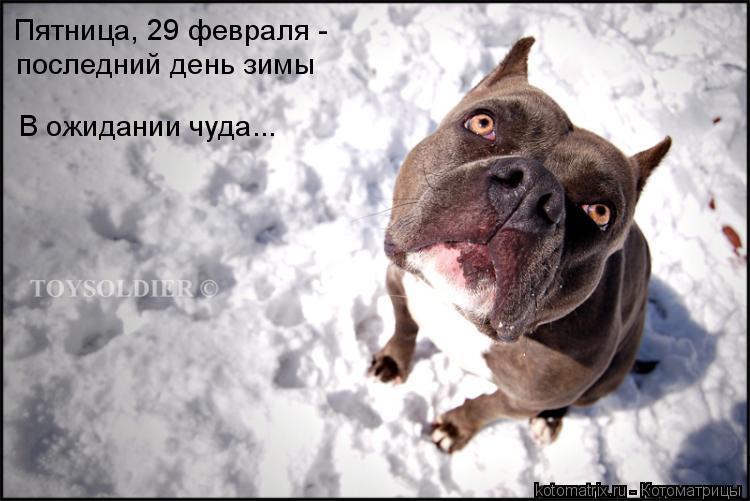 ... Котоматрица: