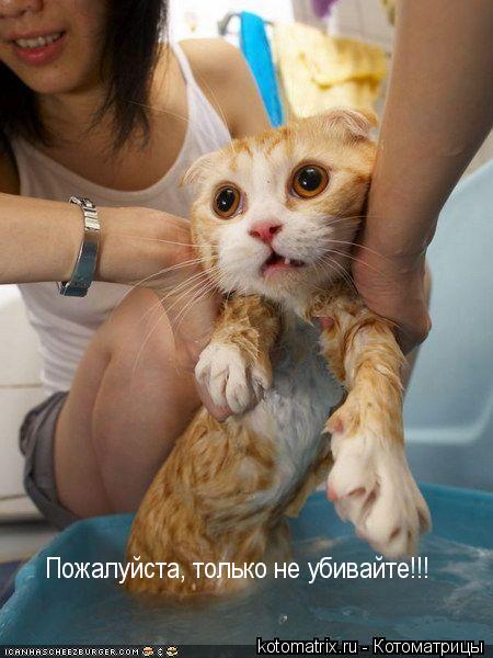 ... Котоматрица: