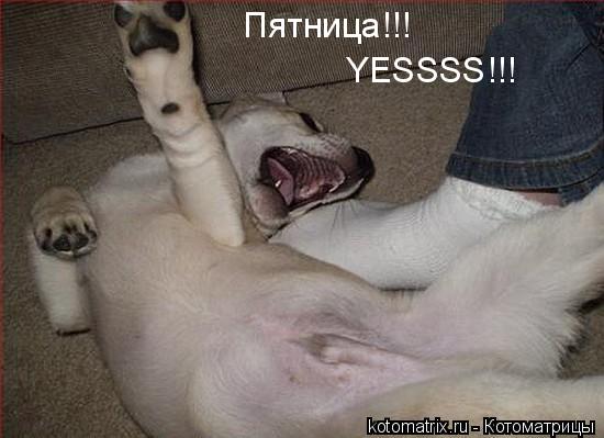 ... Котоматрица: