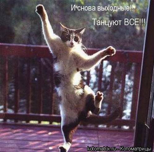 Котоматрица: 