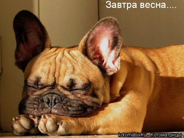 ... Котоматрица:
