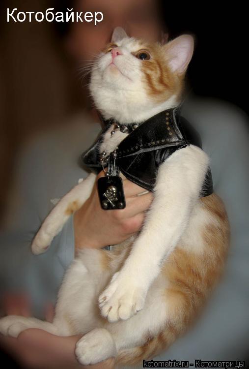 Котоматрица: 