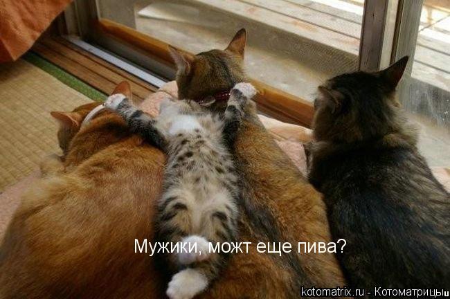 ... Котоматрица:
