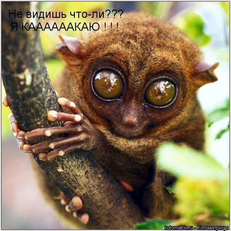 Котоматрица: 
