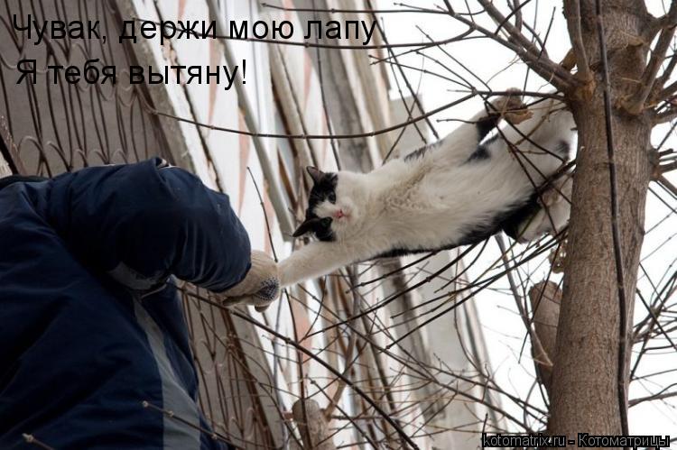 Котоматрица: 