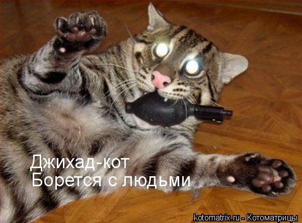 Котоматрица: 