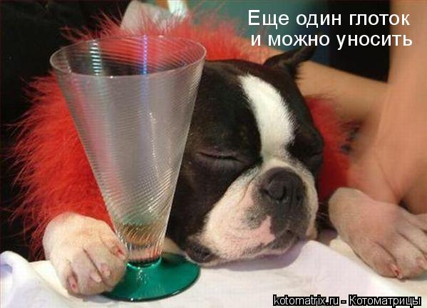 ... Котоматрица: